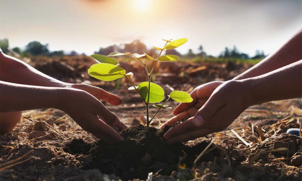 Planting Trees